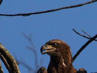 06-04-17-Piscataway-27430
