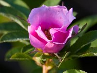 06-10-17-Mattawoman-27831