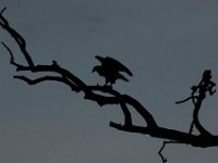 06-25-17-Piscataway-29379