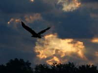 06-25-17-Piscataway-29390