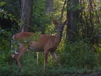 06-25-17-Piscataway-29406