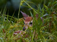 06-25-17-Piscataway-29468