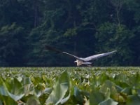 06-25-17-Piscataway-29525