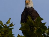 06-25-17-Piscataway-29604
