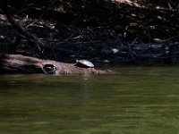 06-30-17-Rocky Gorge with T-29930