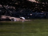 06-30-17-Rocky Gorge with T-29931