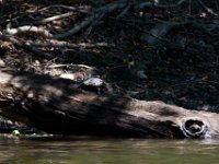 06-30-17-Rocky Gorge with T-29934