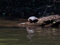 06-30-17-Rocky Gorge with T-29944