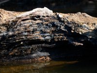 07-02-17-Rocky Gorge-West-20111