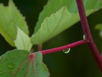 07-15-17-Nanjemoy-East-21124