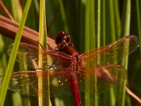 07-15-17-Nanjemoy-East-21194