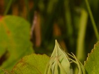 07-15-17-Nanjemoy-East-21225