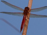 07-15-17-Nanjemoy-East-21364