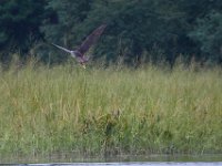 08-13-17-Nanjemoy-22694
