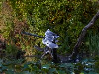 09-04-17-Mattawoman Creek-25336