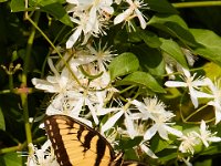 09-04-17-Mattawoman Creek-25441