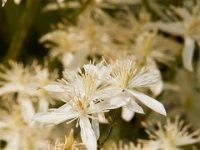 09-04-17-Mattawoman Creek-25446