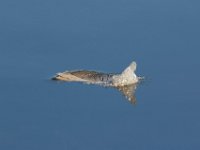 09-04-17-Mattawoman Creek-25502