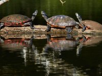 09-23-17-Tuckahoe Creek-26695