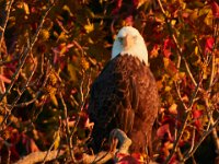 10-01-17-Mattawoman26877