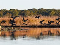 10-01-17-Mattawoman27009