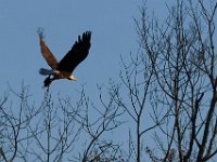 10-01-17-Mattawoman27088-2