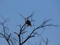 10-01-17-Mattawoman27134
