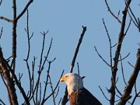10-01-17-Mattawoman27149