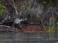10-14-17-Mallows Bay-27409