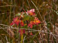11-03-17-Cash Lake w-T-29502
