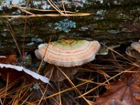 11-03-17-Cash Lake w-T-29603